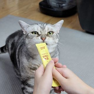 페페로니 잘 먹는 캣츄 - 무항생제 닭고기 24개입 — 5점을 준 리뷰어가 2021년 7월 올린 사용 사진