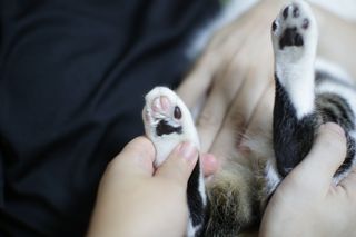 [레드허니밤]자유펫 고양이 강아지 발바닥 밤 14g — 5점을 준 리뷰어가 2021년 11월 올린 사용 사진