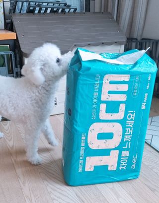 아베크 펫 와이드 프리미엄 중형 애견 강아지 배변 패드 54매 1팩 45g — 5점을 준 리뷰어가 2021년 7월 올린 사용 사진