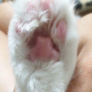 [레드허니밤]자유펫 고양이 강아지 발바닥 밤 14g — 5점을 준 리뷰어가 2021년 10월 올린 사용 사진