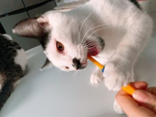 오둥이맘님이 올린 리뷰 사진 1