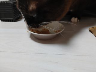 페페로니 맛있는 스틱 - 무항생제 닭고기 15개 + 원양선 참치 15개 — 5점을 준 리뷰어가 2021년 8월 올린 사용 사진