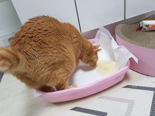 아베크 펫 와이드 프리미엄 중형 애견 강아지 배변 패드 54매 1팩 45g — 3점을 준 리뷰어가 2021년 7월 올린 사용 사진