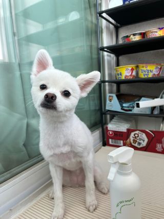 [푸푸몬스터] 비건 펫 데오 스프레이(탈취제) 500ml (유향/무향 택 1) — 5점을 준 리뷰어가 2022년 7월 올린 사용 사진