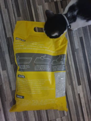 겟플렉스 켓플렉스 캣츠룸BS-1 고양이모래 4kg — 5점을 준 리뷰어가 2020년 12월 올린 사용 사진