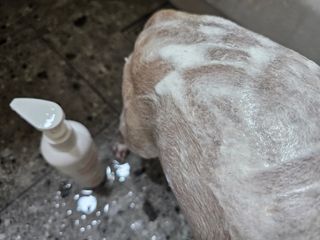 [댕모어 샴푸 2종] 댕샴푸 / 퍼피샴푸  2종 세트 (300ml) — 5점을 준 리뷰어가 2023년 9월 올린 사용 사진