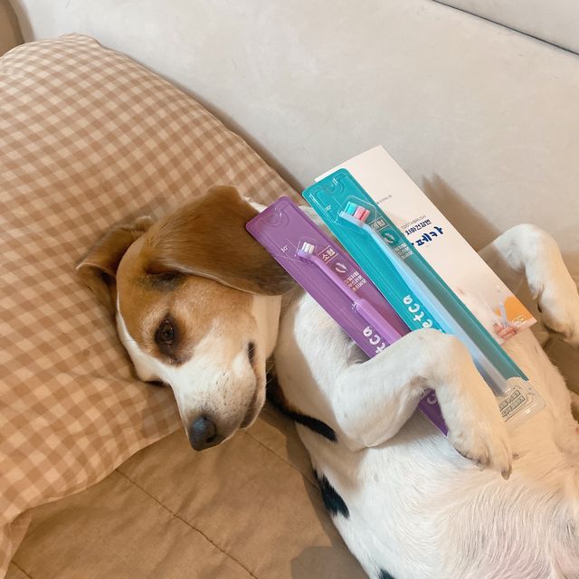 치카페카 소형/대형 칫솔 리뷰 사진