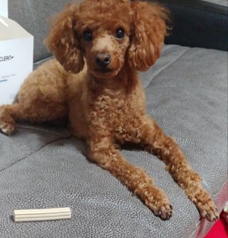 페페로니 2종 세트 클린플러스 덴탈껌 치킨+덕 — 5점을 준 리뷰어가 2021년 8월 올린 사용 사진