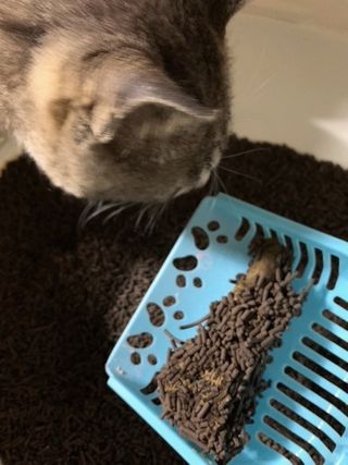 토니토니쵸파님이 올린 리뷰 사진 4