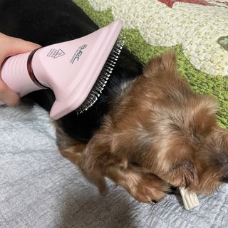 아베크 펫 강아지 고양이 애견 에어 브러쉬 드라이기 올인원 — 5점을 준 리뷰어가 2021년 7월 올린 사용 사진