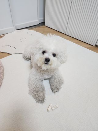 [펫시밀] 원물그대로 영양듬뿍 동결건조 왕북어트릿300g,왕치킨트릿400g,열빙어트릿300g 대용량 간식 — 5점을 준 리뷰어가 2023년 5월 올린 사용 사진