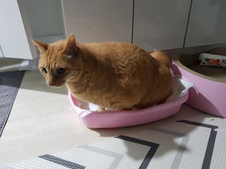 아베크 펫 와이드 프리미엄 중형 애견 강아지 배변 패드 54매 1팩 45g — 3점을 준 리뷰어가 2021년 7월 올린 사용 사진