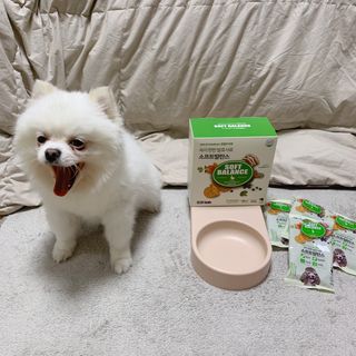 씨디랩 속이 편한 강아지 사료 소프트발란스 기호성 좋은 발효사료 피부와 위장 관절과 위장 — 5점을 준 리뷰어가 2021년 3월 올린 사용 사진