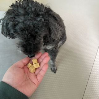 [펫시밀] 원물그대로 영양듬뿍 진공동결건조 북어트릿75g,치킨트릿100g,연어트릿75g 강아지 고양이 간식 — 5점을 준 리뷰어가 2023년 5월 올린 사용 사진