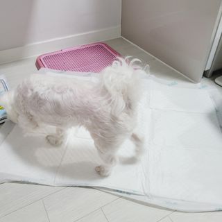 아베크 펫 와이드 프리미엄 대형 애견 강아지 배변 패드 30매 1팩 80g — 5점을 준 리뷰어가 2021년 7월 올린 사용 사진