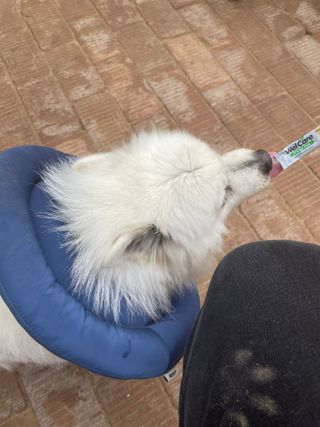 예비시우맘🫶님이 올린 리뷰 사진 2