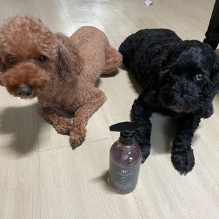 마리앤루이펫샴푸 [mari and louie pet shampoo] — 5점을 준 리뷰어가 2021년 7월 올린 사용 사진