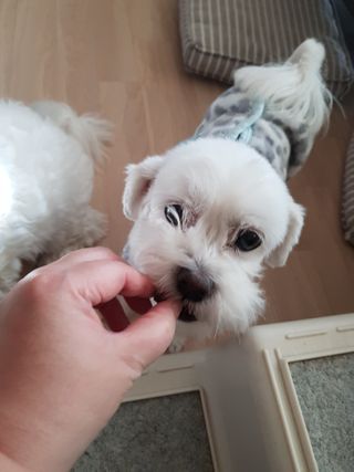 My Pet Care 천연단백질 눈건강에 개좋아 — 5점을 준 리뷰어가 2020년 12월 올린 사용 사진