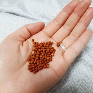 [푸름웰니스] 부아메라 프로폴리스 도라지 호흡편환 20포 — 5점을 준 리뷰어가 2021년 12월 올린 사용 사진