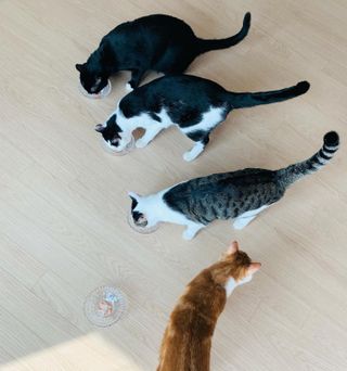 페페로니 잘 먹는 캣츄 - 알래스카 연어 24개입 — 5점을 준 리뷰어가 2021년 7월 올린 사용 사진