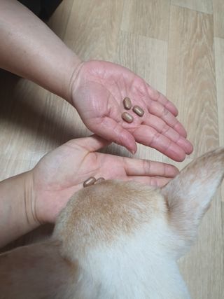 슬림플래닛 녹차카테킨 500mg 애프터밀 — 3.5점을 준 리뷰어가 2021년 9월 올린 사용 사진