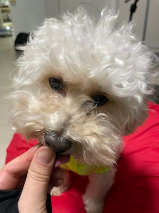 My Pet Care 천연단백질 눈건강에 개좋아 — 5점을 준 리뷰어가 2021년 3월 올린 사용 사진