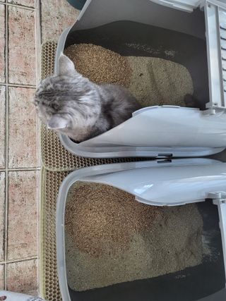 브라우니모래 [브라우니] 고양이 카사바모래 브라우니 천연 응고형 모래  6Lx2개 — 5점을 준 리뷰어가 2023년 11월 올린 사용 사진