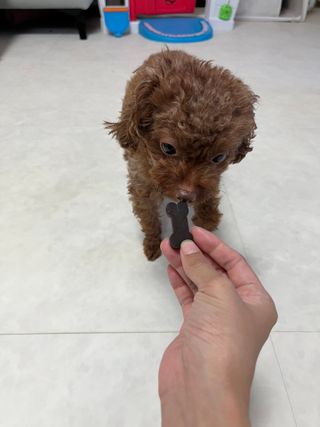 [레모나] 강아지 레모나 강아직 영양 간식 4종 택 1 — 5점을 준 리뷰어가 2023년 12월 올린 사용 사진
