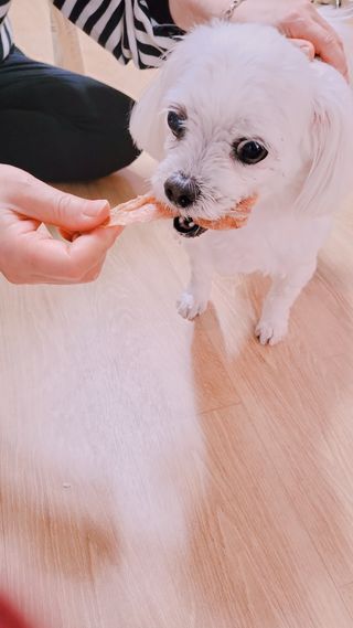 [보헤리] 국내산 강아지 육포간식 바삭 64 2종 — 5점을 준 리뷰어가 2022년 4월 올린 사용 사진