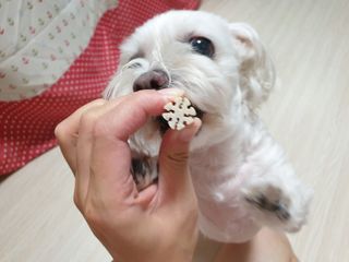 페페로니 클린플러스 덴탈오리껌 10g x 14p — 4점을 준 리뷰어가 2021년 7월 올린 사용 사진