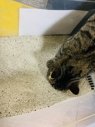 겟플렉스 켓플렉스 캣츠룸BS-1 고양이모래 4kg — 5점을 준 리뷰어가 2021년 1월 올린 사용 사진