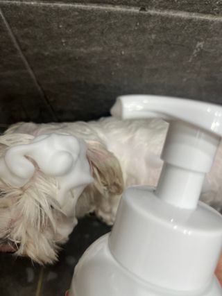 [댕모어 샴푸 2종] 댕샴푸 / 퍼피샴푸  2종 세트 (300ml) — 5점을 준 리뷰어가 2023년 9월 올린 사용 사진