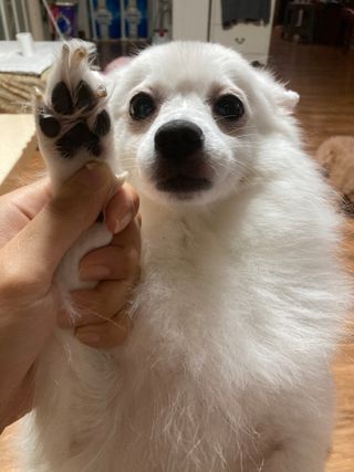 [레드허니밤]자유펫 고양이 강아지 발바닥 밤 14g — 4.5점을 준 리뷰어가 2021년 10월 올린 사용 사진