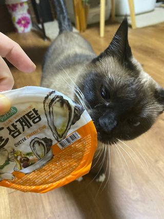 쇼군오마니님이 올린 리뷰 사진 1