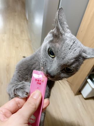 페페로니 잘 먹는 캣츄 - 알래스카 연어 24개입 — 5점을 준 리뷰어가 2021년 9월 올린 사용 사진