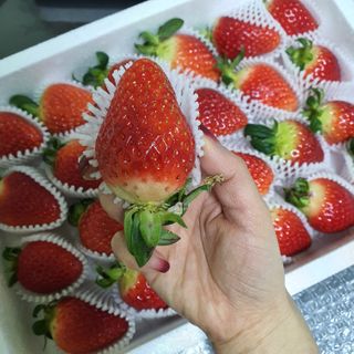 옳음 딸기 논산 설향 딸기 900g 산지직송 — 5점을 준 리뷰어가 2021년 1월 올린 사용 사진