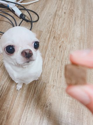 My Pet Care 천연단백질 관절건강에 개좋아 — 5점을 준 리뷰어가 2021년 3월 올린 사용 사진