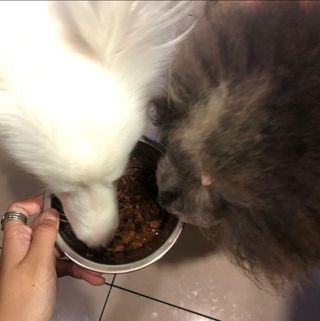 비타크래프트 조에시 하트캔 85g 강아지 습식캔 10캔 — 5점을 준 리뷰어가 2021년 8월 올린 사용 사진