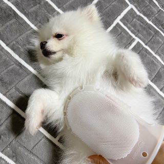 whol 키토미스트 150ml + 실리콘바디브러쉬  강아지 고양이 항균항바이러스, 강력탈취 피부 보습,무향 — 4.5점을 준 리뷰어가 2022년 9월 올린 사용 사진