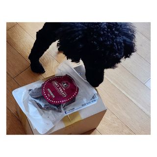 [졸리졸리] 말고기 육포 간식 (HORSE MEAT JERKY) — 4점을 준 리뷰어가 2023년 1월 올린 사용 사진