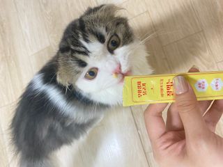 페페로니 잘 먹는 캣츄 - 무항생제 닭고기 12개 + 알래스카 연어 12개 — 5점을 준 리뷰어가 2021년 8월 올린 사용 사진