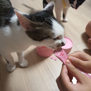 페페로니 잘 먹는 캣츄 - 알래스카 연어 24개입 — 4점을 준 리뷰어가 2021년 9월 올린 사용 사진