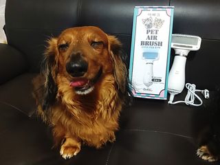 아베크 펫 강아지 고양이 애견 에어 브러쉬 드라이기 올인원 — 4.5점을 준 리뷰어가 2021년 7월 올린 사용 사진