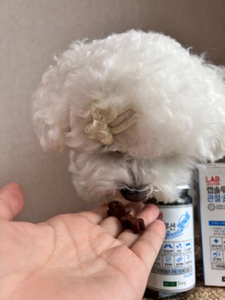 랩솔루션 강아지 영양제 3종 중 택 1 — 5점을 준 리뷰어가 2022년 5월 올린 사용 사진