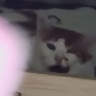 페페로니 잘 먹는 캣츄 - 알래스카 연어 24개입 — 5점을 준 리뷰어가 2021년 8월 올린 사용 사진