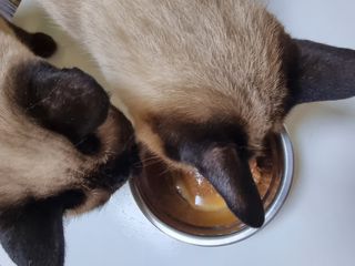 페페로니 맛있는 스틱 - 무항생제 닭고기 15개 + 원양선 참치 15개 — 5점을 준 리뷰어가 2021년 8월 올린 사용 사진