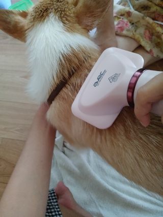 아베크 펫 강아지 고양이 애견 에어 브러쉬 드라이기 올인원 — 4점을 준 리뷰어가 2021년 7월 올린 사용 사진