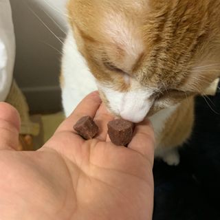 My Pet Care 천연단백질 눈건강에 개좋아 — 4점을 준 리뷰어가 2020년 12월 올린 사용 사진