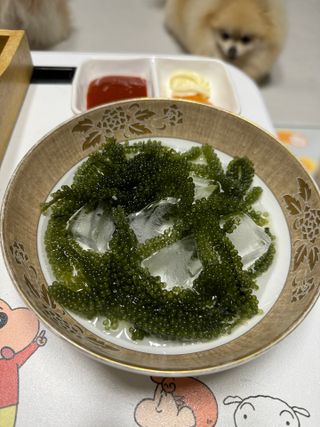 [피터씨마켓] 바다포도 100g(20g x 5봉) 우미부도 그린캐비어 ASMR 소분포장 — 3.5점을 준 리뷰어가 2024년 8월 올린 사용 사진