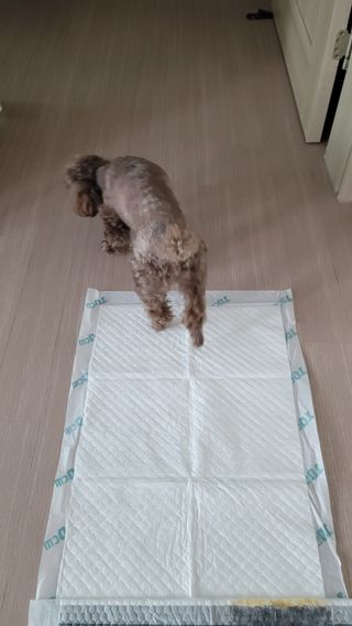 아베크 펫 와이드 프리미엄 중형 애견 강아지 배변 패드 54매 1팩 45g — 5점을 준 리뷰어가 2021년 7월 올린 사용 사진